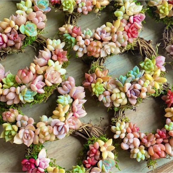 Mini Succulent Wreath Ornament Trimmed with Living Succulents 3 inch grapevine - Picture 4 of 5